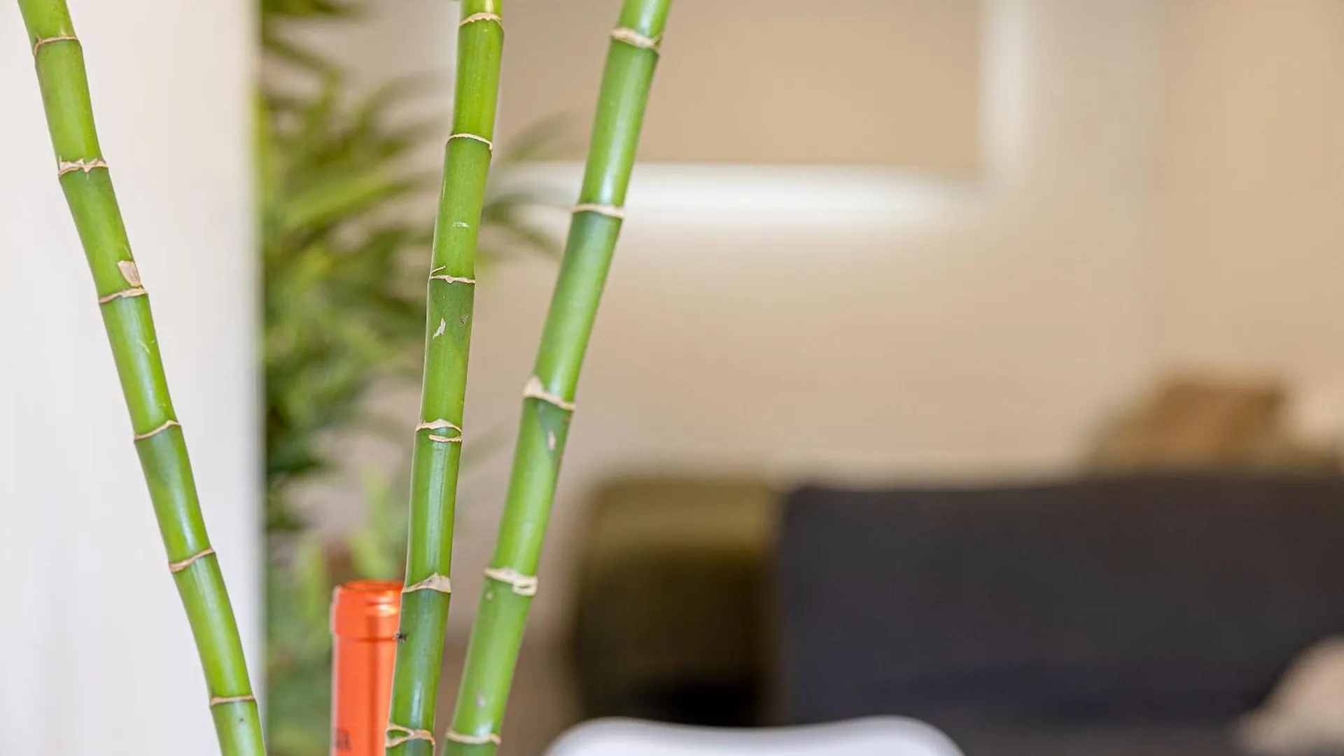 Bambu Suites Vegueta Alquiler Por Habitacion Las Palmas de Gran Canaria Spagna